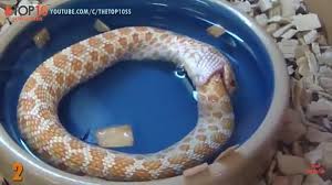 Mamlambo the fortune snake